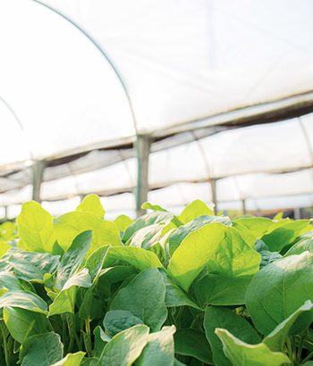 Greenhouse