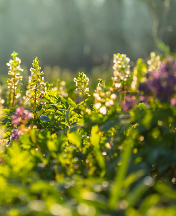 Spring plants